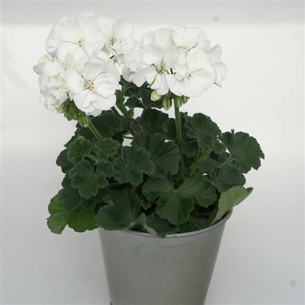 Moonlight™ White Zonal Geranium - Container