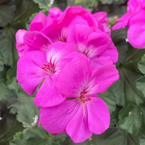 Moonlight™ Ice Blue Zonal Geranium - Bloom