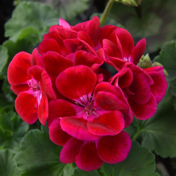 Moonlight™ Raspberry Blush Zonal Geranium - Bloom