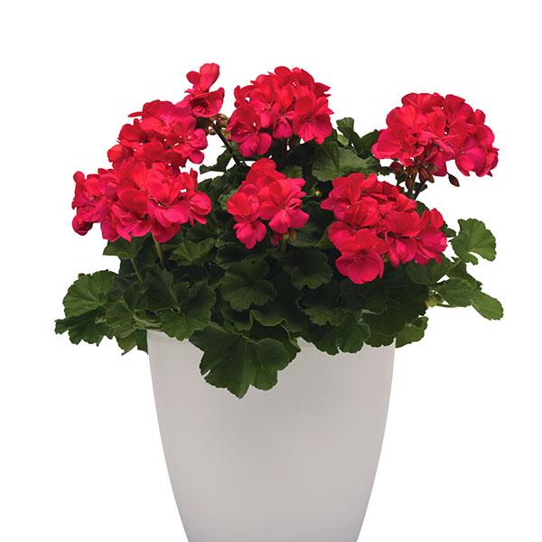 Moonlight™ Dark Fuchsia Zonal Geranium - Container