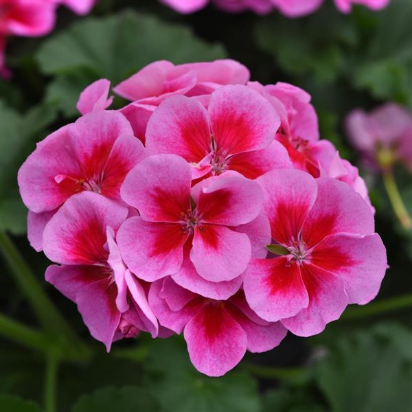 Moonlight™ Purple+Big Eye Zonal Geranium - Bloom