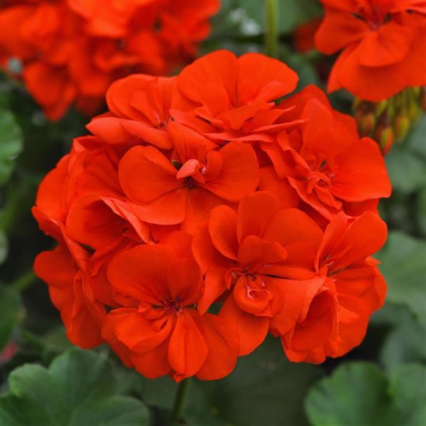 Moonlight™ Orange 26 Zonal Geranium - Bloom