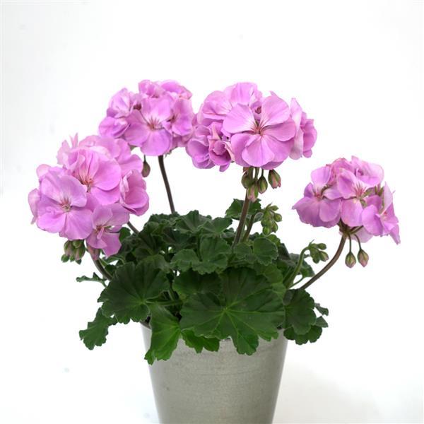 Moonlight™ Lavender 26 Zonal Geranium - Container