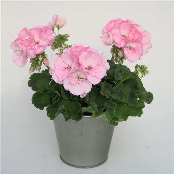 Sunrise™ Appleblossom Zonal Geranium - Container