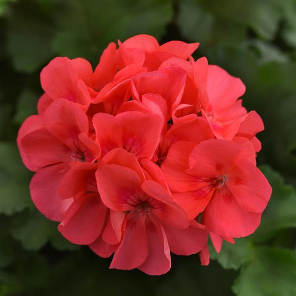 Sunrise™ Coral Zonal Geranium - Bloom