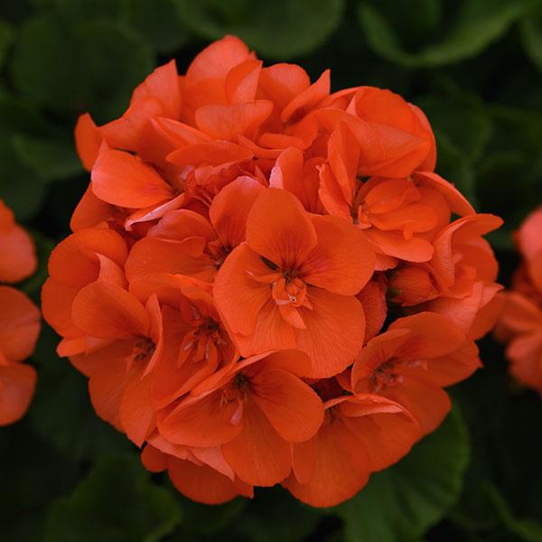 Sunrise™ Orange Zonal Geranium - Bloom