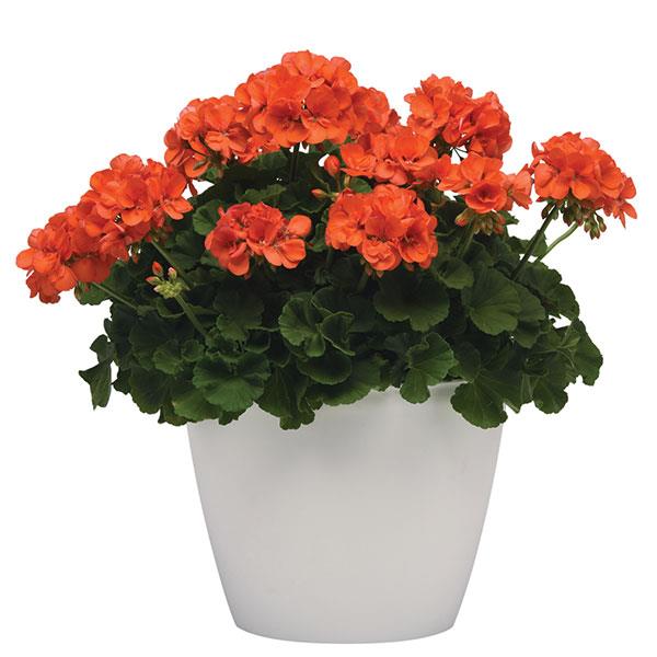 Sunrise™ Orange Zonal Geranium - Container