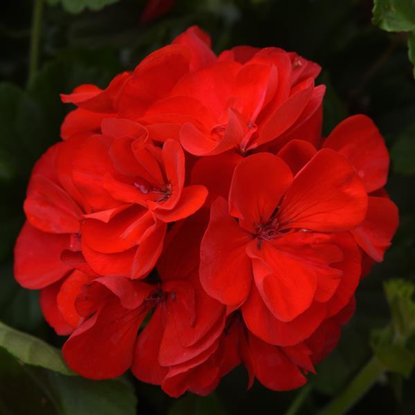 Sunrise™ Red Zonal Geranium - Bloom