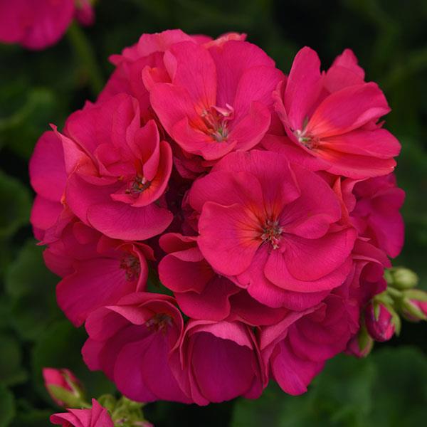 Sunrise™ Violet Zonal Geranium - Bloom