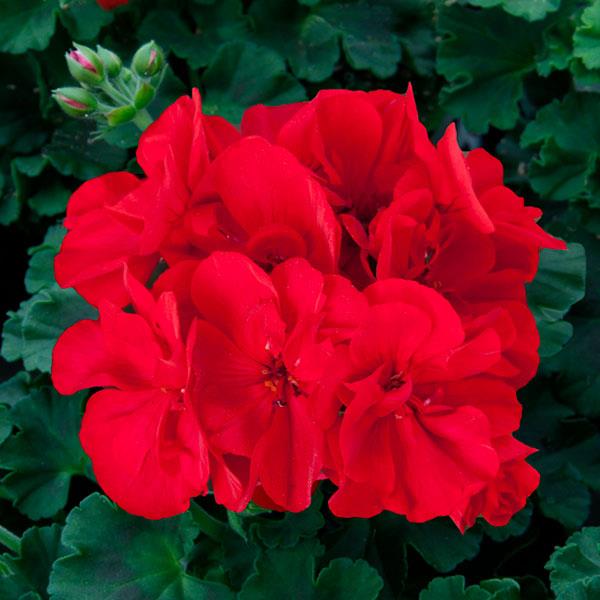 Sunrise™ Dark Red Zonal Geranium - Bloom