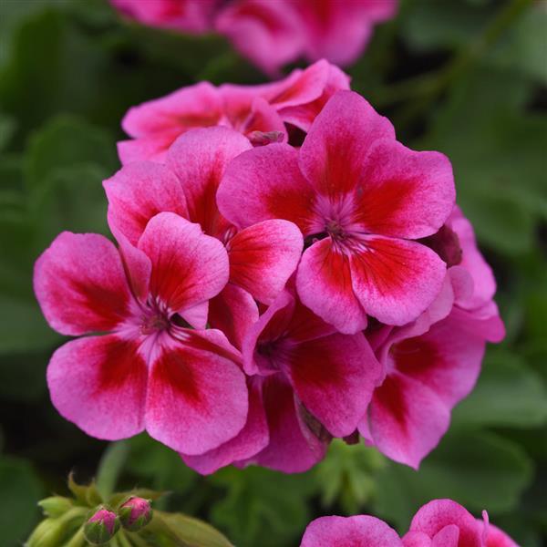 Sunrise™ Purple+Big Eye Zonal Geranium - Bloom