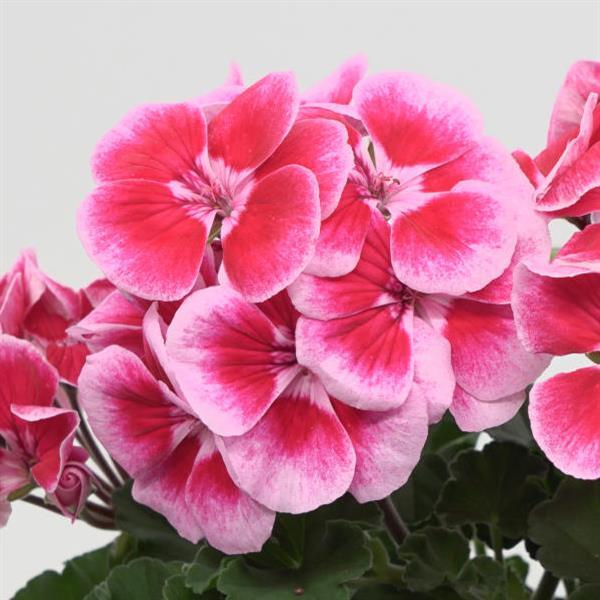 Sunrise™ Ruby+Fringe Zonal Geranium - Bloom
