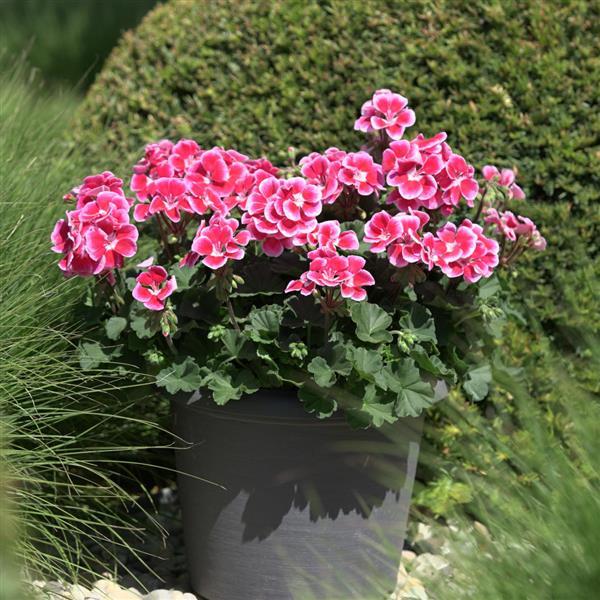 Sunrise™ Ruby+Fringe Zonal Geranium - Container