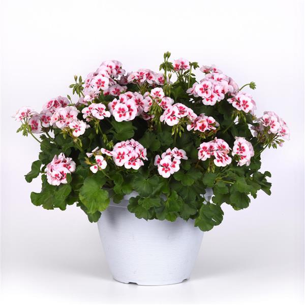 Sunrise™ White+Zest Zonal Geranium - Container