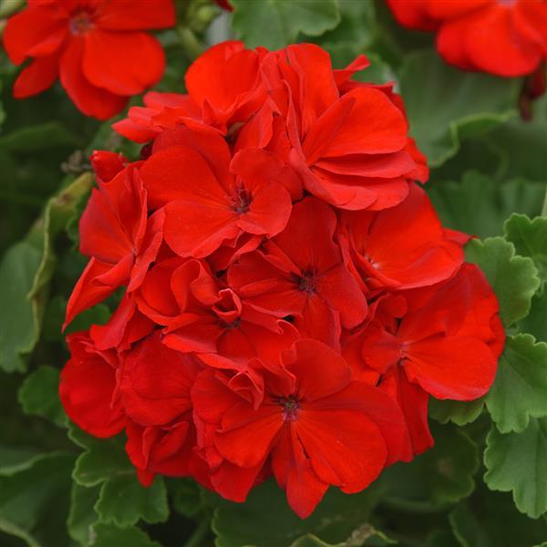 Sunrise™ Bright Scarlet 26 Zonal Geranium - Bloom