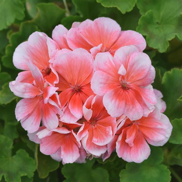 Sunrise™ Light Salmon 26 Zonal Geranium - Bloom