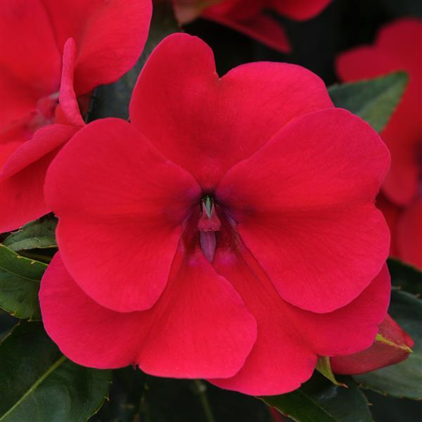 Bounce™ Cherry Interspecific Impatiens - Bloom