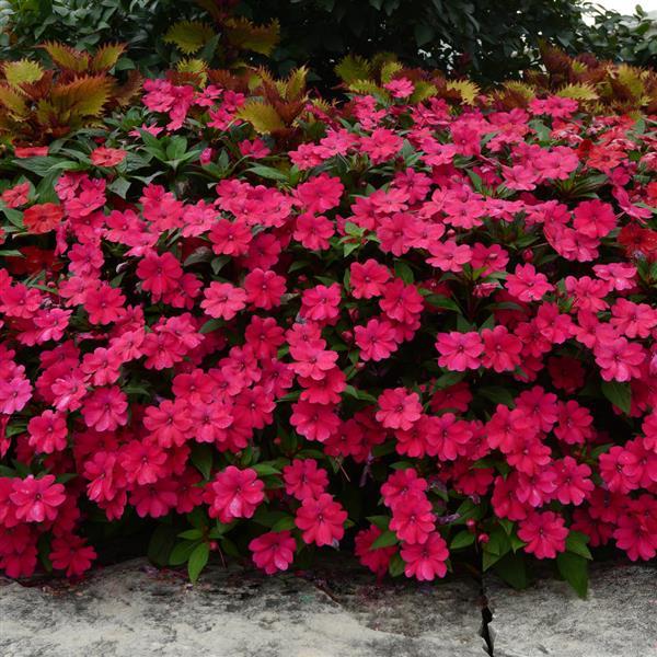 Bounce™ Cherry Interspecific Impatiens - Landscape