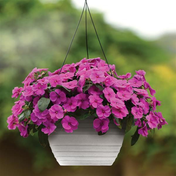 Bounce™ Violet Interspecific Impatiens - Basket