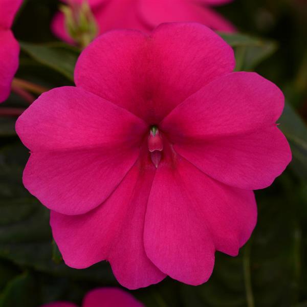 Bounce™ Violet Interspecific Impatiens - Bloom