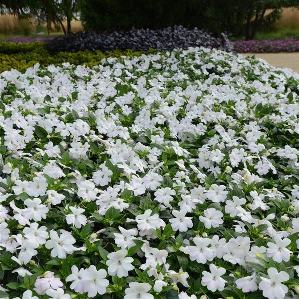 Bounce™ White Interspecific Impatiens - Commercial Landscape 1