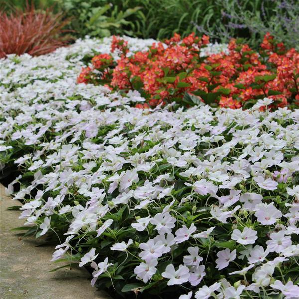 Bounce™ White Interspecific Impatiens - Landscape