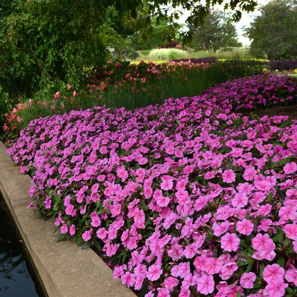 Bounce™ Pink Flame Interspecific Impatiens - Commercial Landscape 1