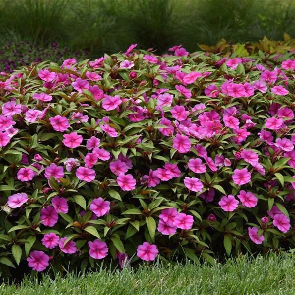Bounce™ Pink Flame Interspecific Impatiens - Commercial Landscape 2