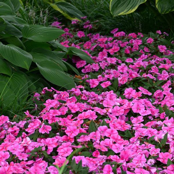 Bounce™ Pink Flame Interspecific Impatiens - Commercial Landscape 3