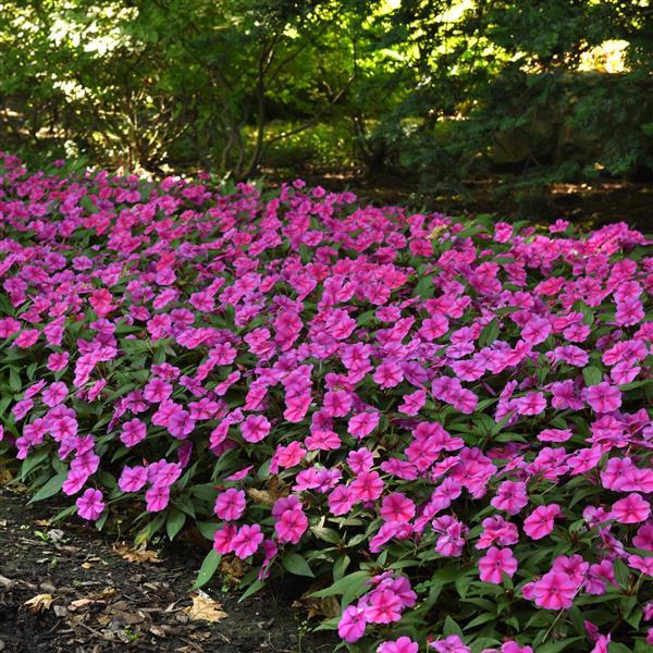 Bounce™ Pink Flame Interspecific Impatiens - Landscape