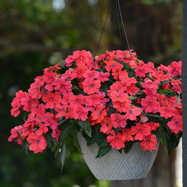 Bounce™ Bright Coral Interspecific Impatiens - Basket