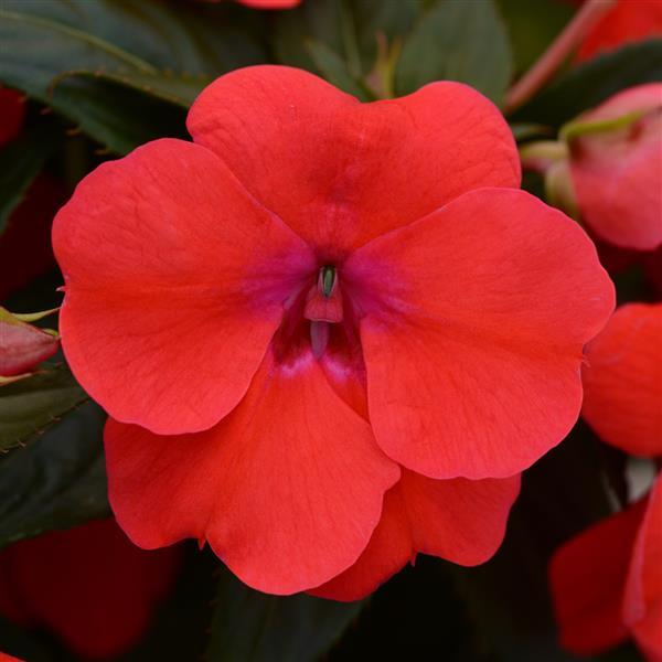 Bounce™ Bright Coral Interspecific Impatiens - Bloom