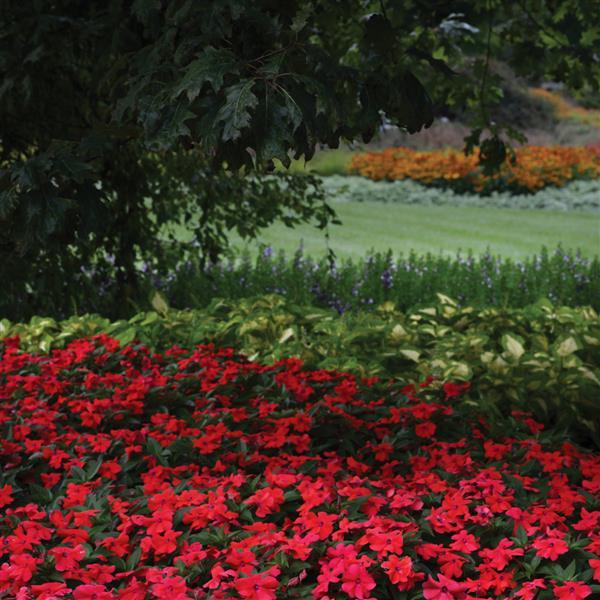 Bounce™ Bright Coral Interspecific Impatiens - Commercial Landscape 1