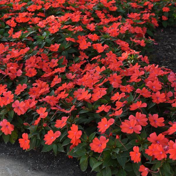 Bounce™ Bright Coral Interspecific Impatiens - Landscape