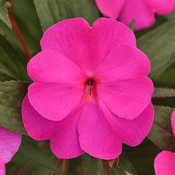 ColorPower™ Violet Shadow New Guinea Impatiens - Bloom