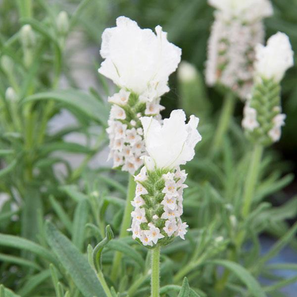 Lavender LaVela™ Compact White - Bloom