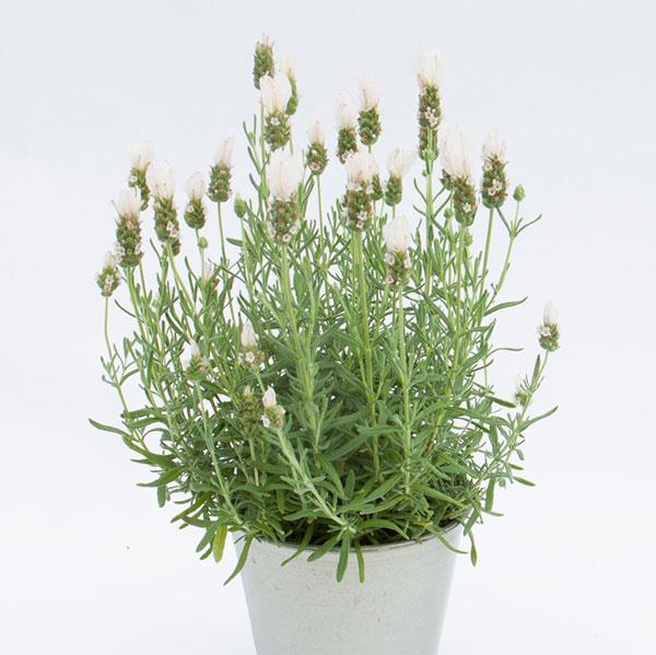 Lavender LaVela™ Compact White - Container