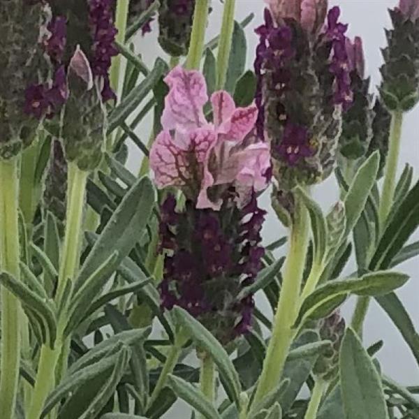 Lavender LaVela™ Compact Dark Pink - Bloom