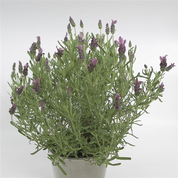 Lavender LaVela™ Compact Dark Pink - Container