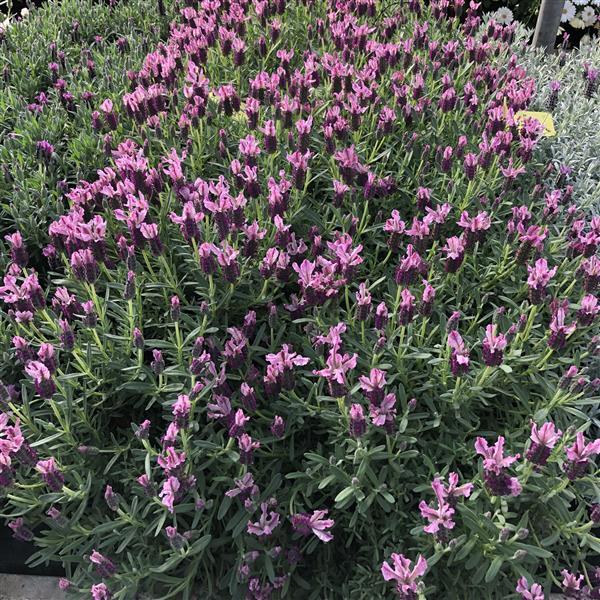 Lavender LaVela™ Compact Dark Pink - Landscape