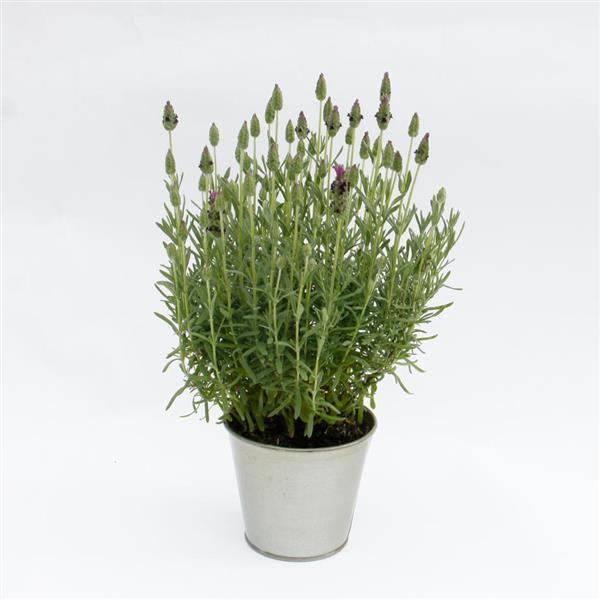 Lavender LaVela™ Compact Dark Violet - Container