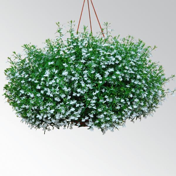 Magadi™ Basket White Lobelia - Basket