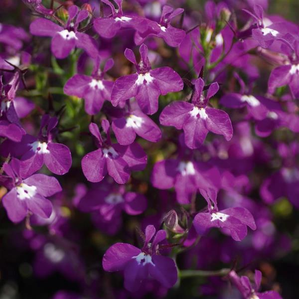 Magadi™ Basket Dark Purple Lobelia - Bloom