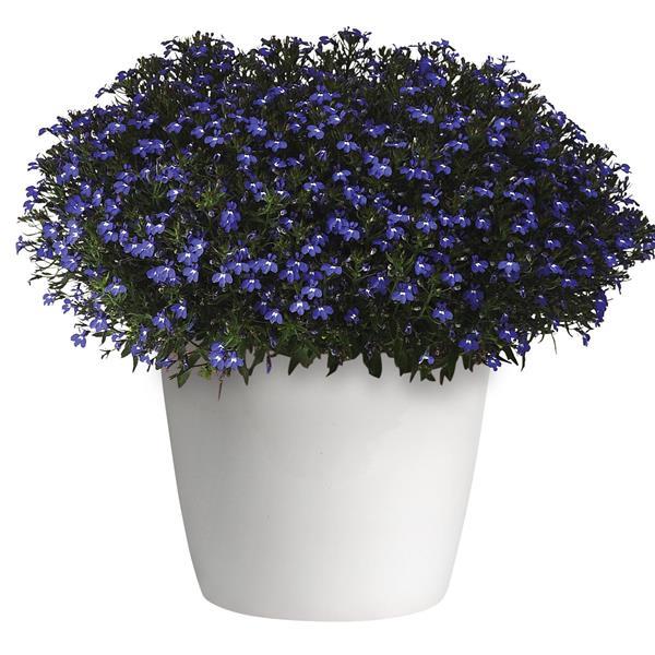 Magadi™ Compact Blue Lobelia - Container
