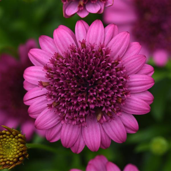 4D™ Pink Osteospermum - Bloom