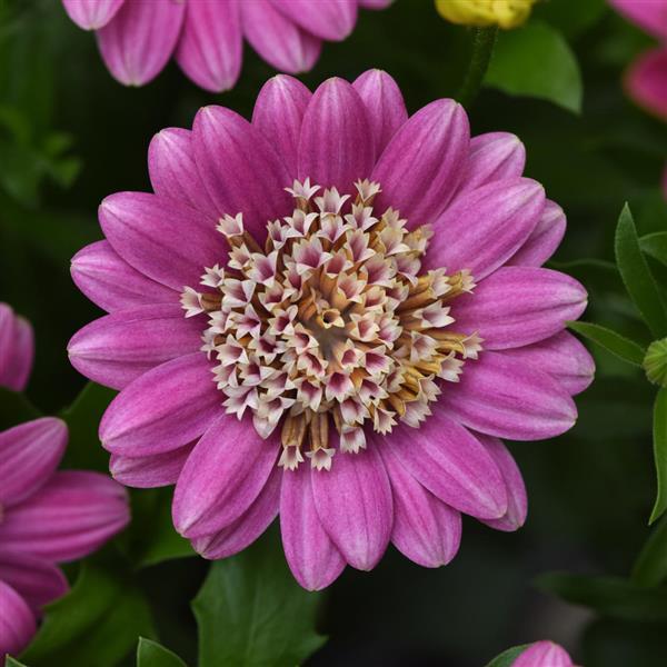 4D™ Pink Lemonade Osteospermum - Bloom