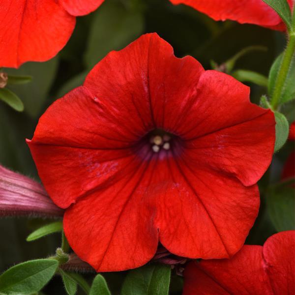 Headliner™ Red 26 Petunia - Bloom