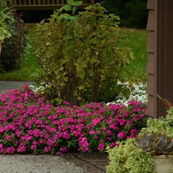 Gisele® Hot Pink Phlox - Commercial Landscape 1