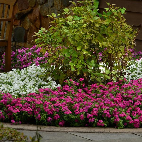 Gisele® Hot Pink Phlox - Landscape