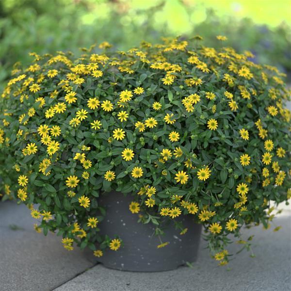 Tsavo™ Compact Yellow Sanvitalia - Container